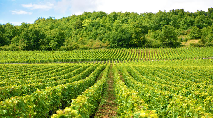 Região dos Vinhos Verdes prevê aumento de produção | SouPortugal