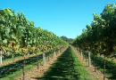 Cientistas de Coimbra testam sistemas inteligentes de monitorização de vinhas