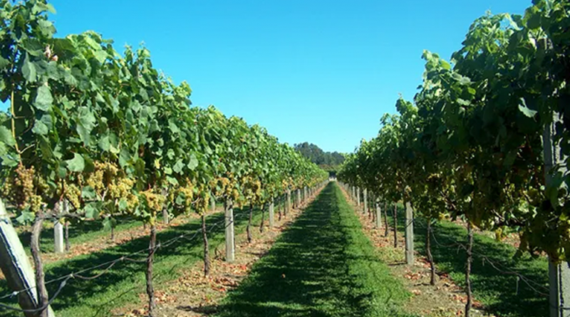 Cientistas de Coimbra testam sistemas inteligentes de monitorização de vinhas
